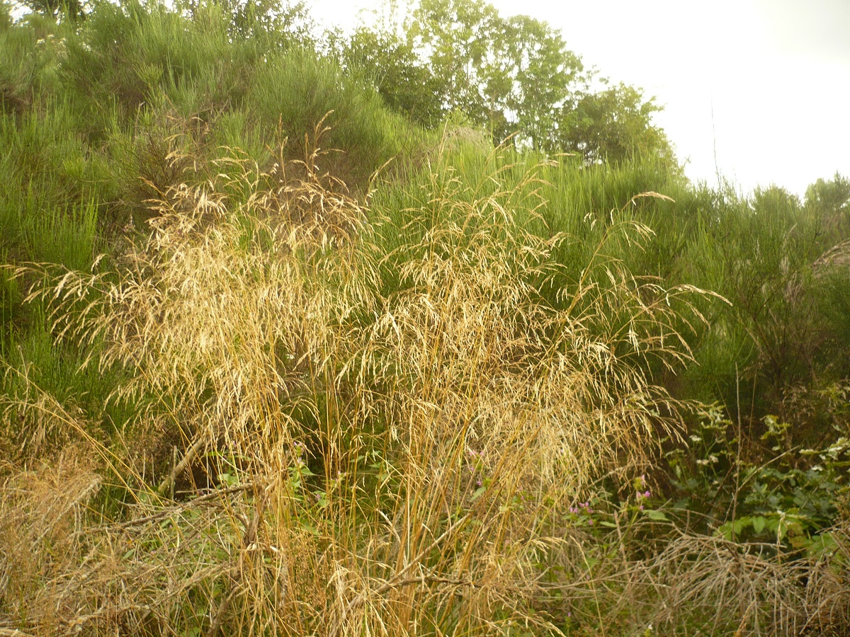 Deschampsia cespitosa subsp. cespitosa (Poaceae)